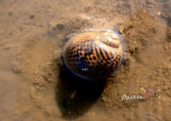 Paratectonatica tigrina