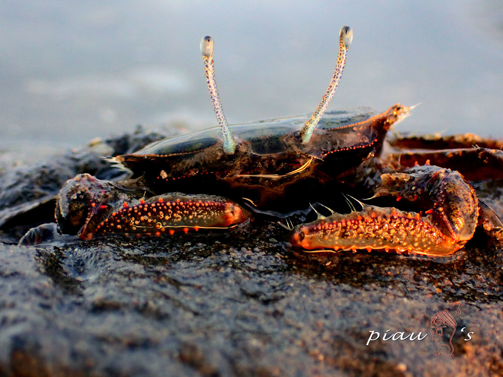 Macrophthalmus