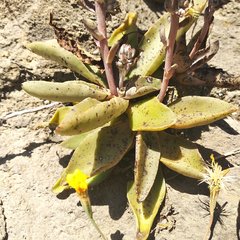 Thompsonella minutiflora