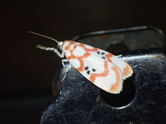 Cyana formosana