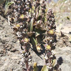Thompsonella minutiflora