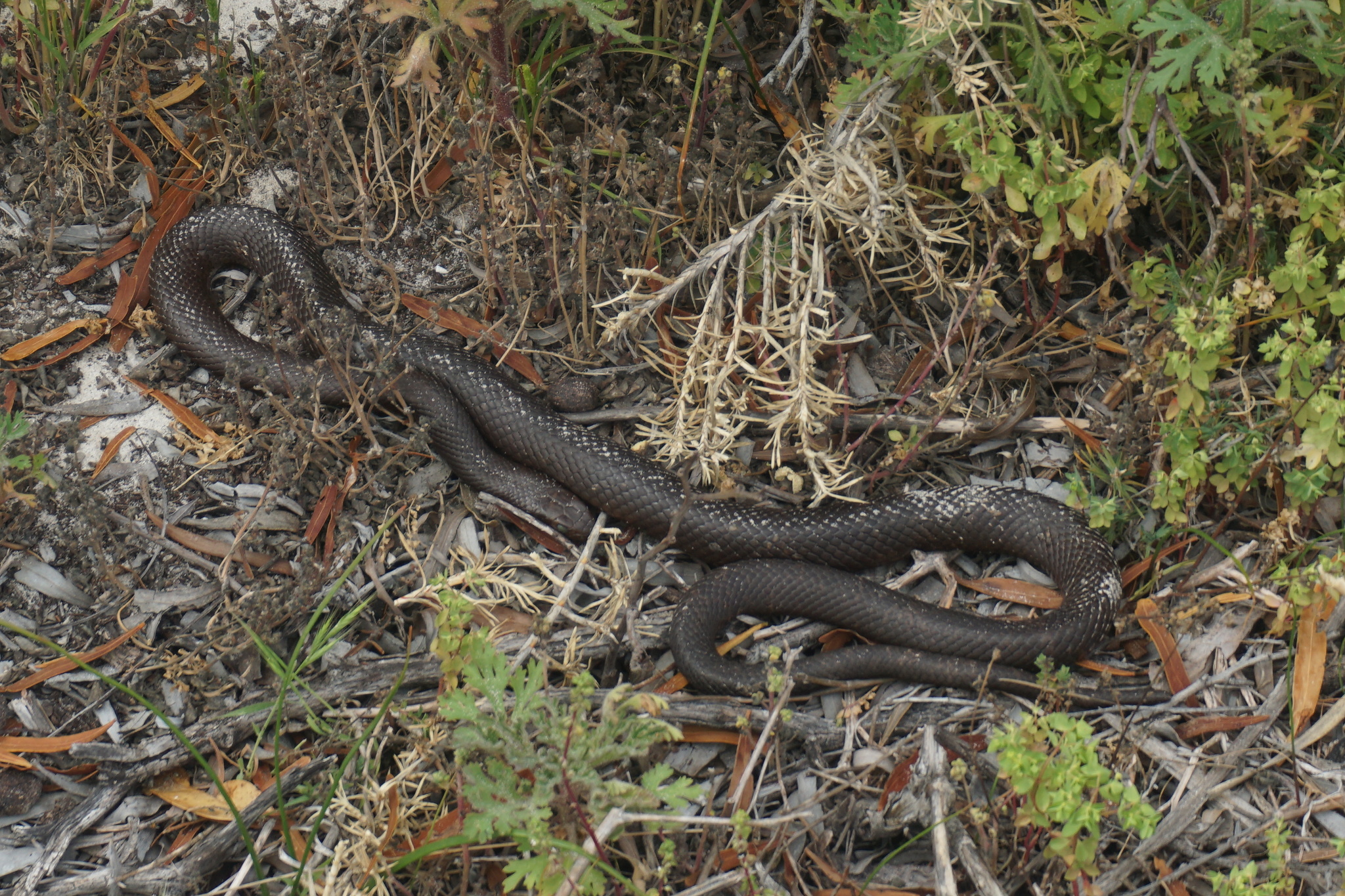 Pseudonaja affinis exilis Storr, 1989