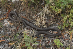 Pseudonaja affinis exilis