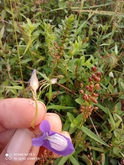 Utricularia reticulata