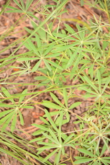 Lupinus neomexicanus