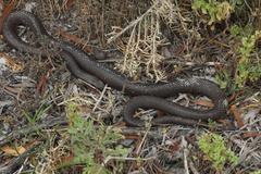 Pseudonaja affinis exilis