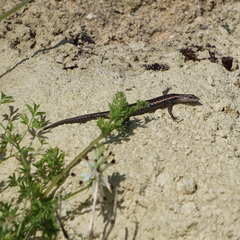 Cryptoblepharus buchananii