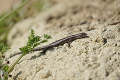 Cryptoblepharus buchananii