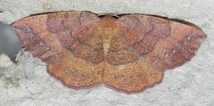Apodrepanulatrix liberaria