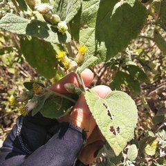Brickellia secundiflora