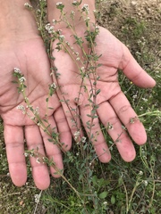 Corrigiola litoralis