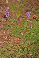 Lupinus neomexicanus