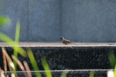 Passer montanus