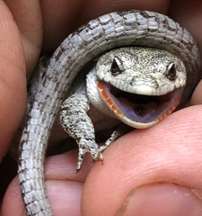 Abronia lythrochila