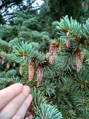 Picea