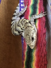 Abronia lythrochila