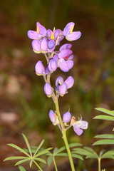 Lupinus neomexicanus