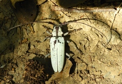 Deliathis imperatrix