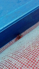 Trachelopachys