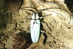 Deliathis imperatrix
