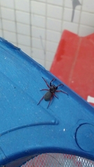 Trachelopachys