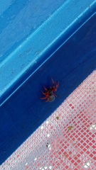 Trachelopachys