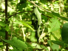 Dictyanthus sepicola