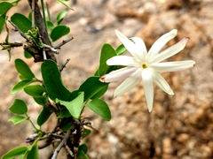 Jasminum stenolobum