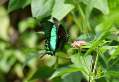 Papilio palinurus