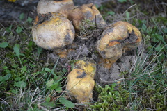 Scleroderma meridionale