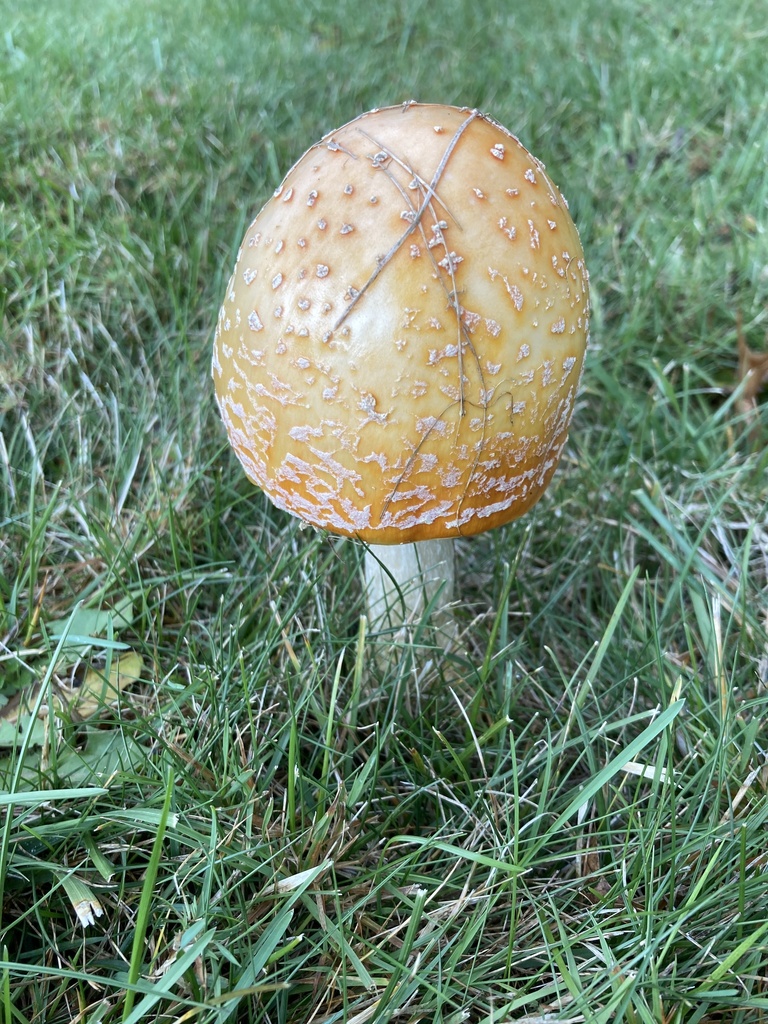Amanita muscaria<br>06 July, 2023