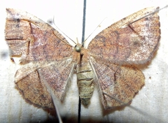 Apodrepanulatrix liberaria