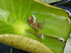 Dendropsophus bogerti
