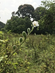 Abelmoschus ficulneus