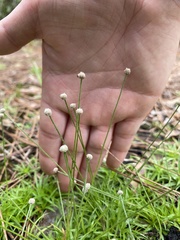 Lachnocaulon