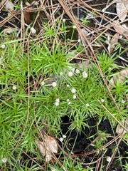 Lachnocaulon