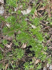 Lachnocaulon