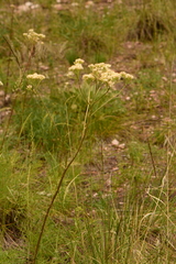 Psacalium decompositum