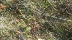 Jacobaea adonidifolia