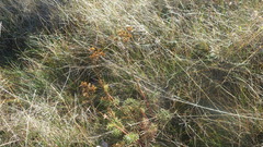 Jacobaea adonidifolia