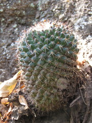Mammillaria scrippsiana