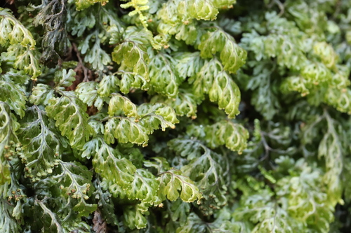 Image of Hymenophyllum barbatum by (c) Se Lena, some rights reserved (CC BY)