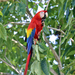 Scarlet Macaw - Photo (c) Tom Murray, some rights reserved (CC BY-NC), uploaded by Tom Murray