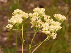Psacalium decompositum