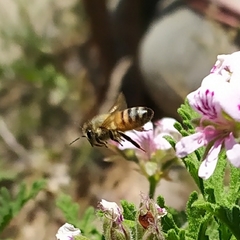 Apis mellifera