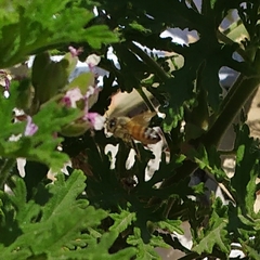 Apis mellifera