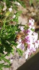 Apis mellifera