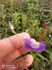 Utricularia reticulata