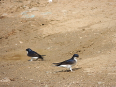 Delichon urbicum