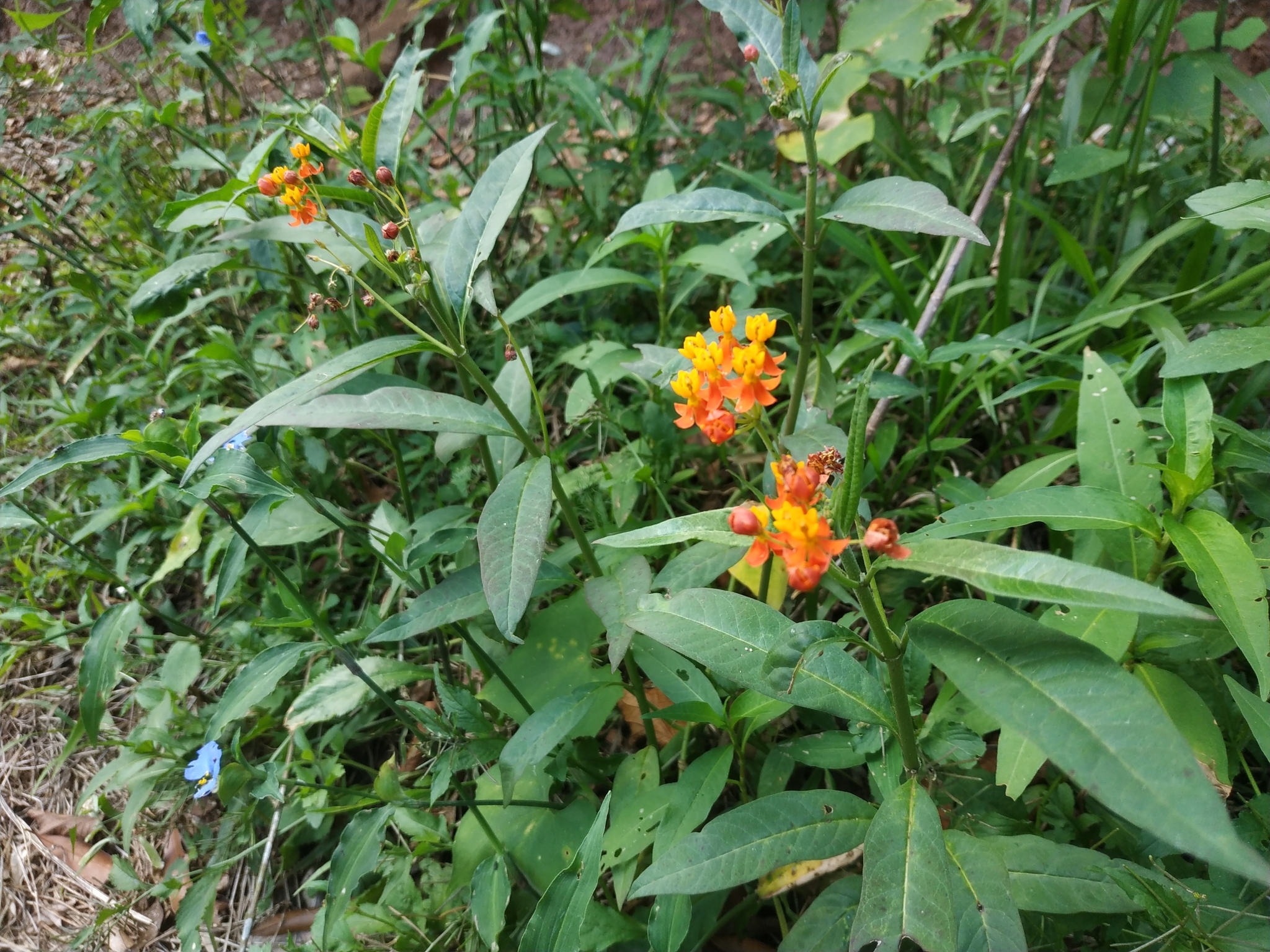 Asclepias curassavica